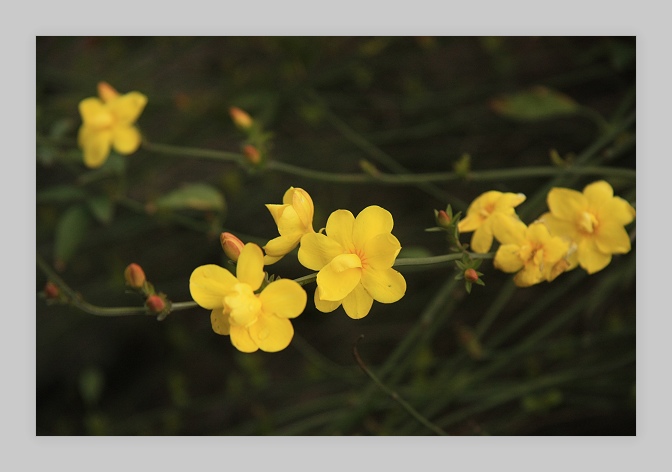 迎春花 摄影 lankeyi