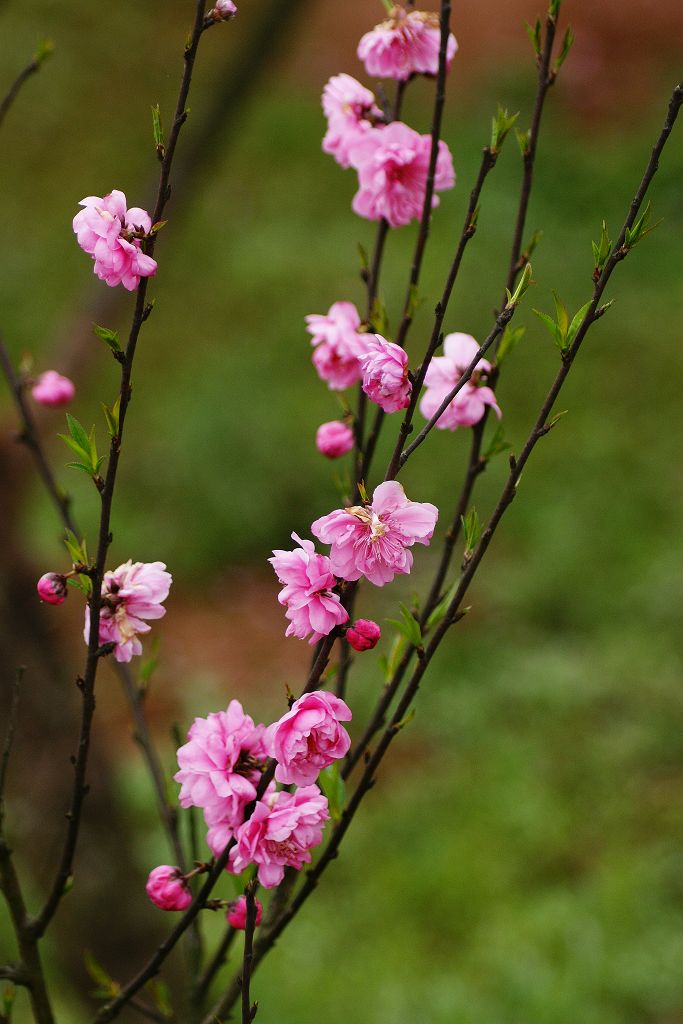 桃花红 7 摄影 超菜