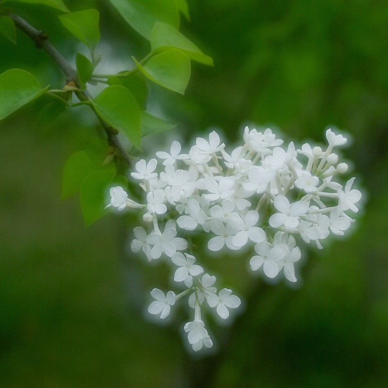 丁香芬芳 摄影 xianglu