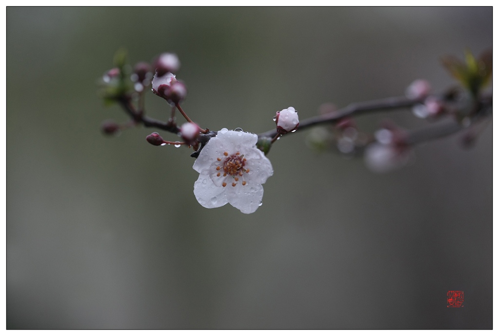 在雨中 摄影 庐阳客