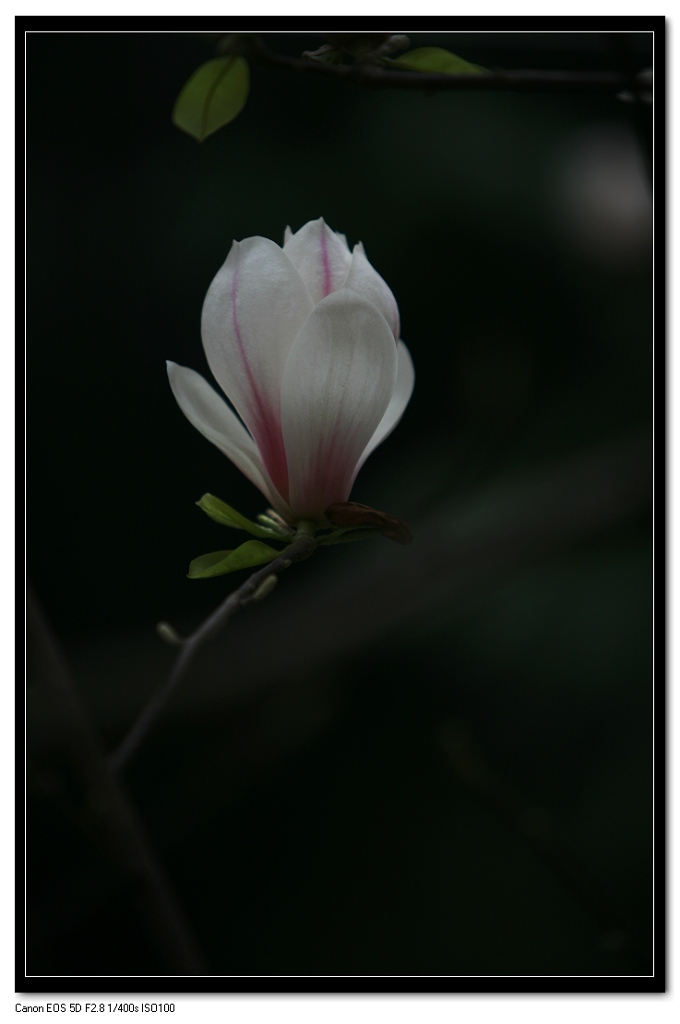 又见花开 摄影 天地沙欧