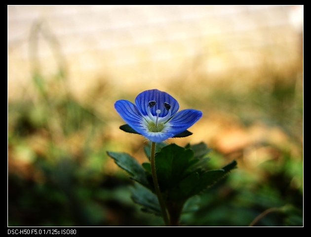 花蕊成对 摄影 xlln0815