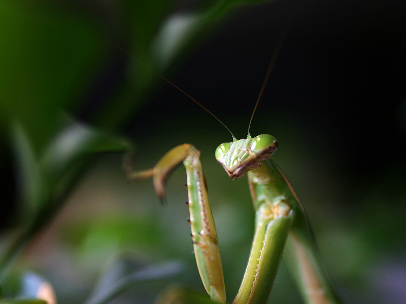 惬意的mantid 摄影 wishwidth