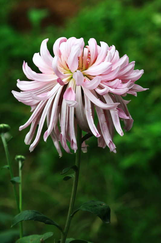 菊花 摄影 浪公