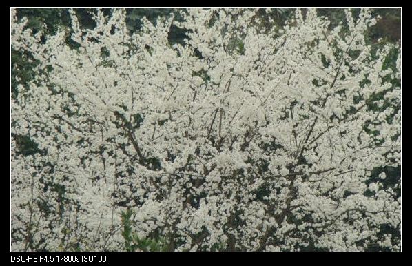 花非雪 摄影 陈家小妹