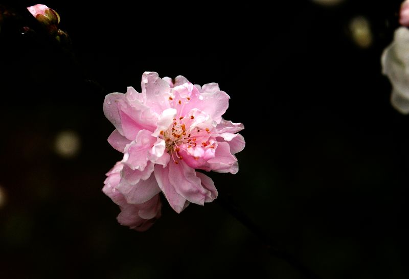 桃花红 8 摄影 超菜