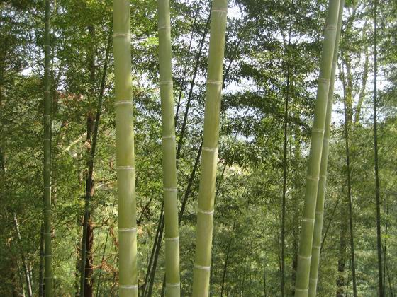 翠竹婆娑满山坡 摄影 张玉祥