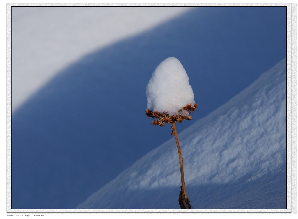 雪中花 摄影 如影随行