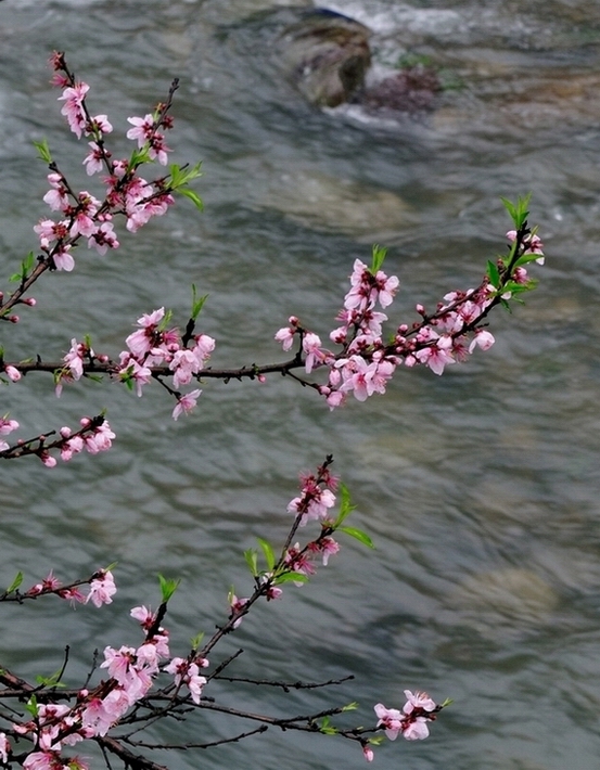 桃花红了 摄影 浙江黑土地