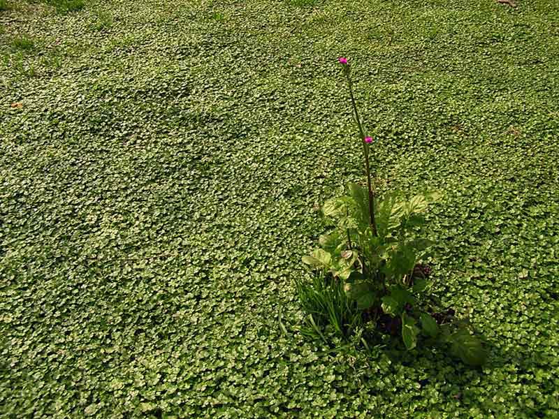 小花小草 摄影 阿江