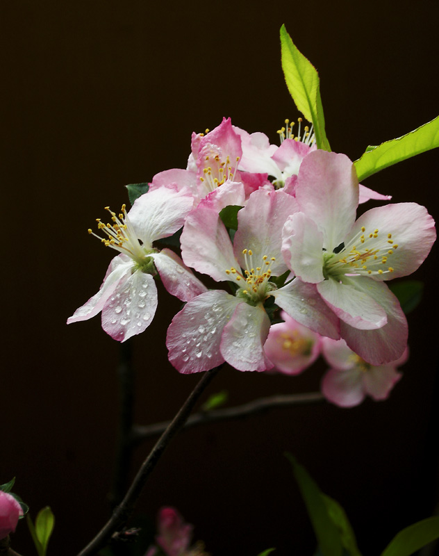 杏花.春雨2 摄影 阿卿