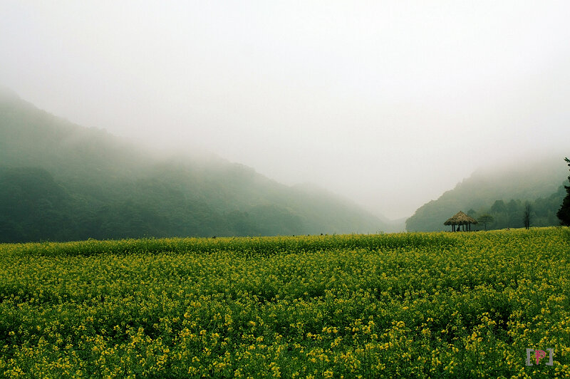 从化石门森林公园 灿烂的油菜花 摄影 phoenixpaul