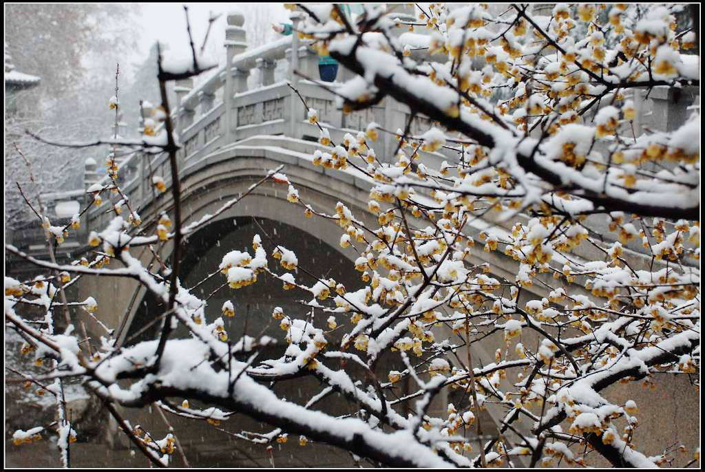 兴庆宫 雪 摄影 阳光灿烂中