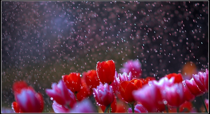 雨中郁金香 摄影 江湖一枪