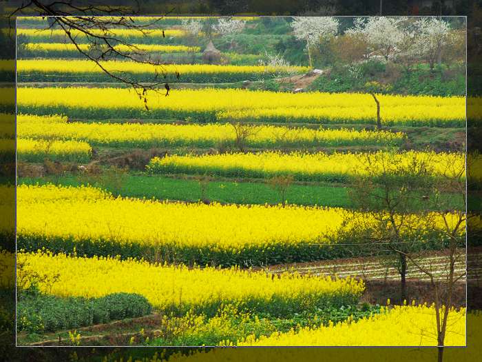 季节的轮回—阳春三月油菜花 摄影 四川行者