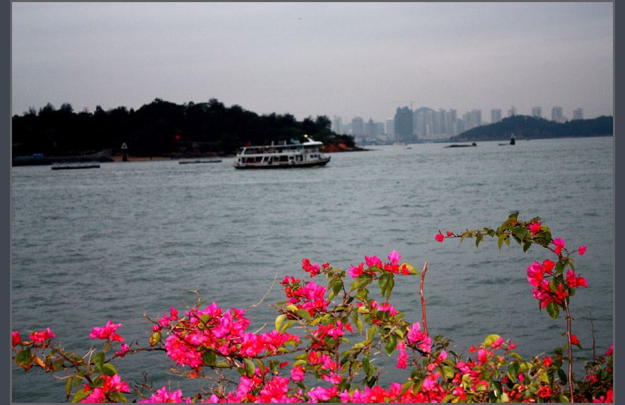 透过三角梅看海景 摄影 思秋