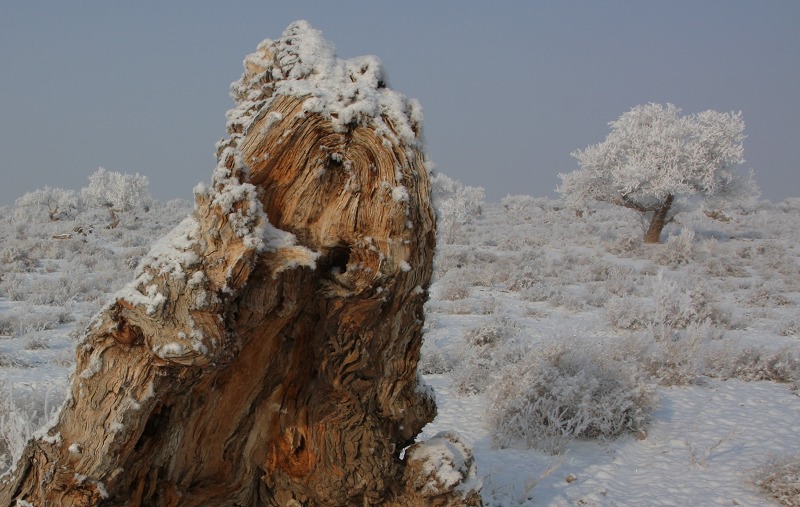 霜雪胡杨 摄影 源泉地