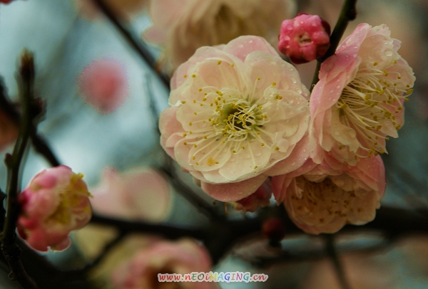 春花 摄影 天方地圆