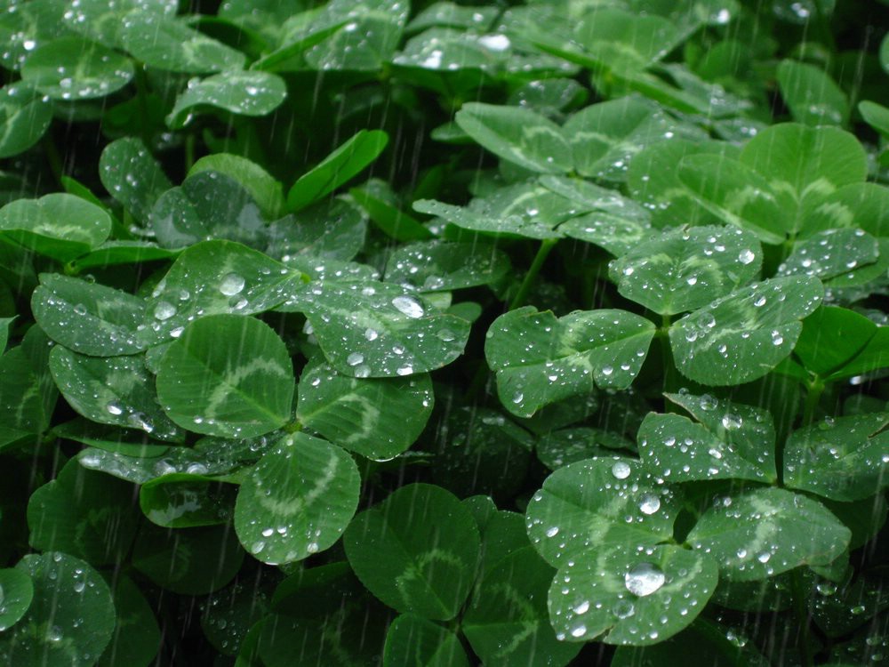 春雨 摄影 丰雨