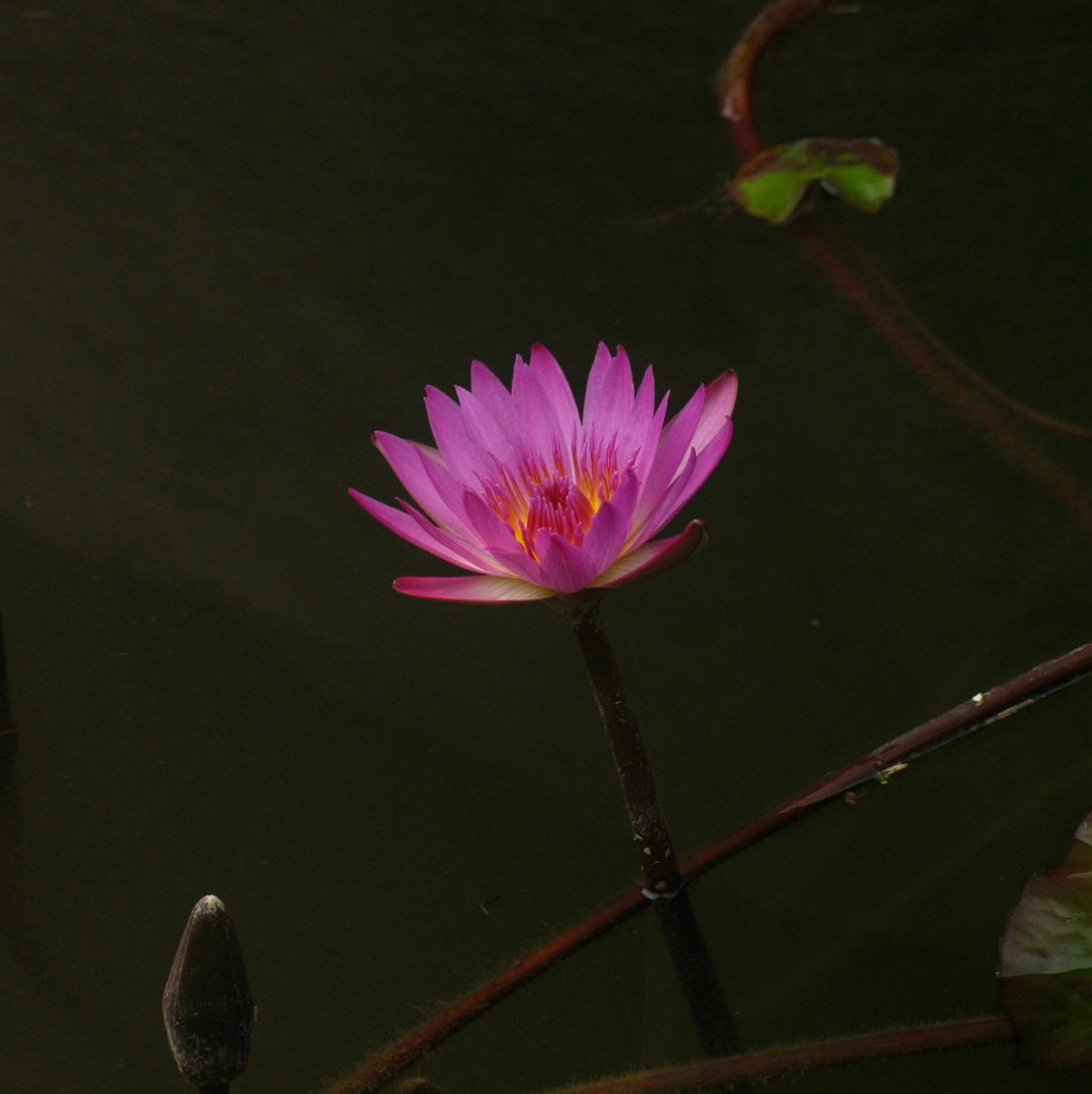 芙蓉出水春已暖 摄影 相思引