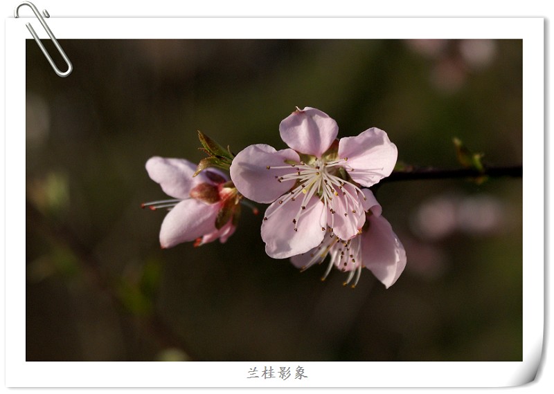 春花 摄影 兰桂影象