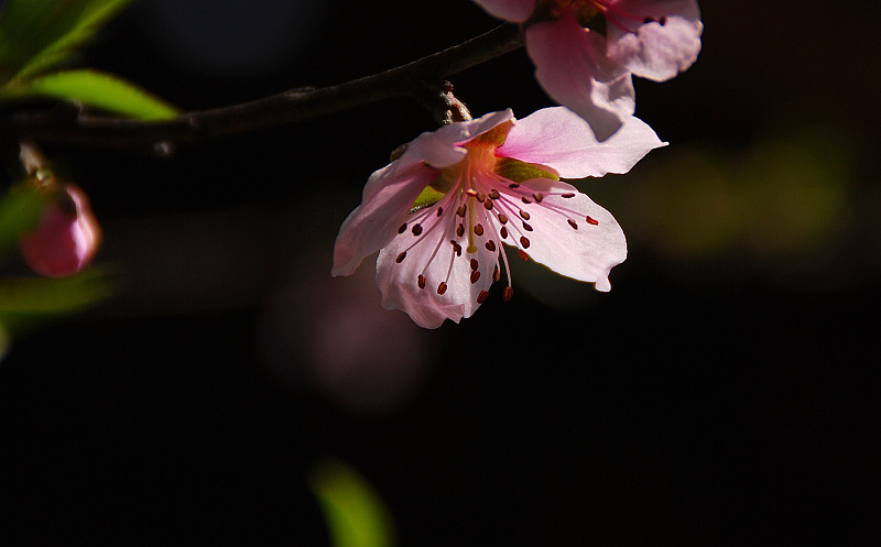 桃花 摄影 runyee