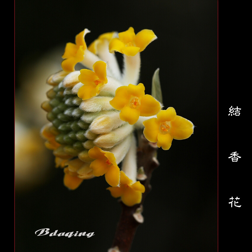 结香花 摄影 Bdaqing