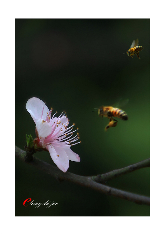 《蜂迷花开》 摄影 入川一饿狼