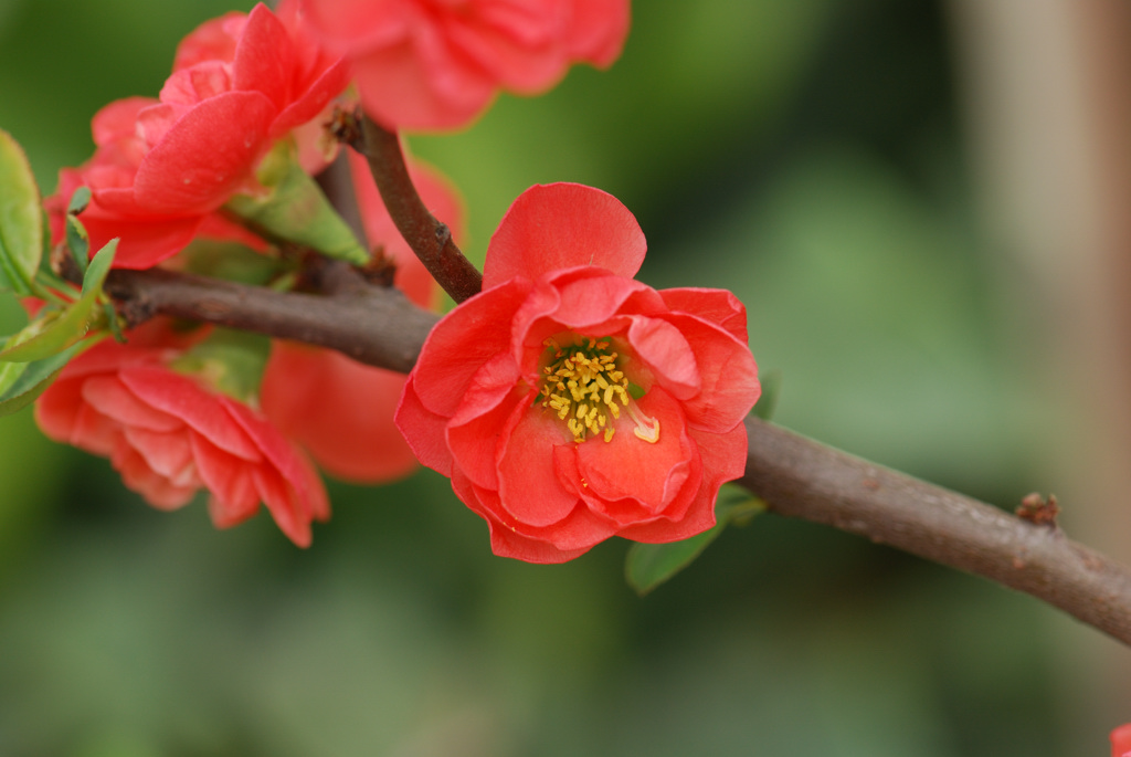 花红 摄影 梦回童年