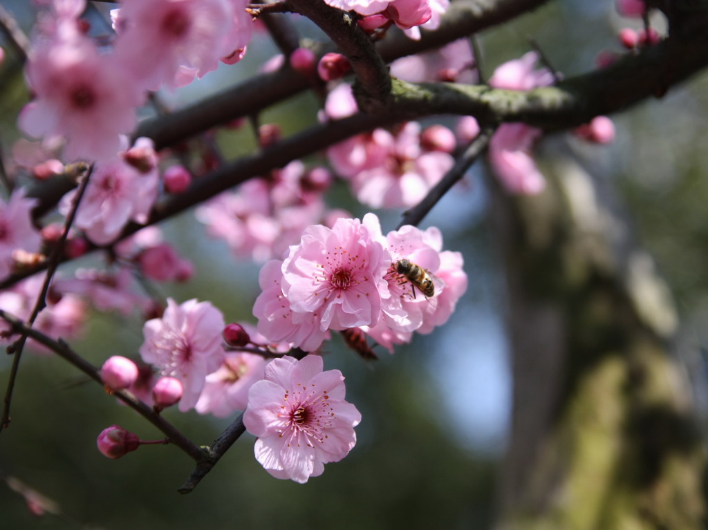 采花蜜 摄影 看好建行