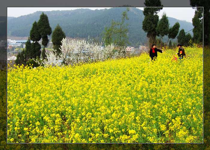 季节的轮回—阳春三月油菜花 摄影 四川行者