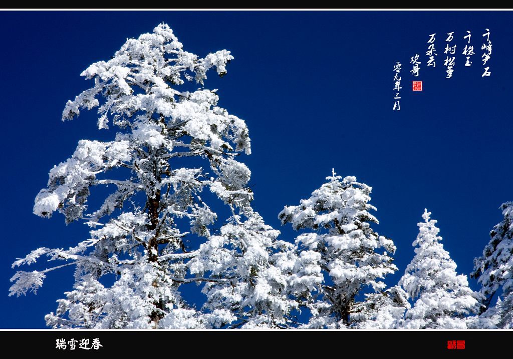 瑞雪迎春 摄影 欢哥