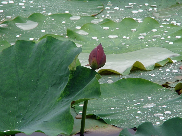 小荷 摄影 水中花影