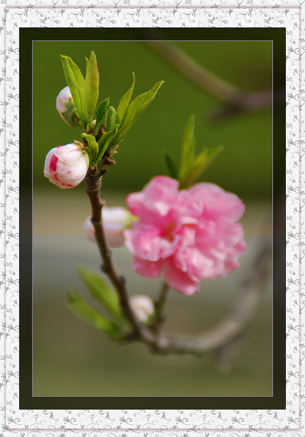 人面桃花 摄影 牧驴人