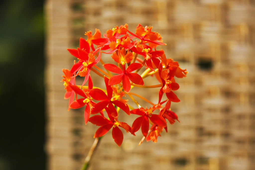 花卉2 摄影 白岩