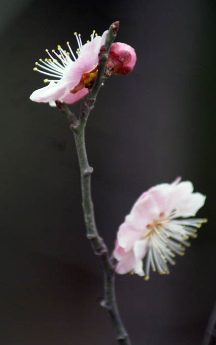 独立枝头 摄影 秦绪荣