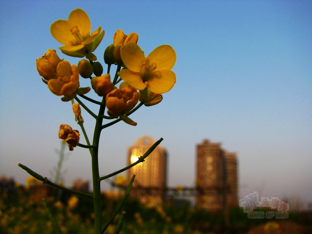 换个角度看---油菜花 摄影 源头活水