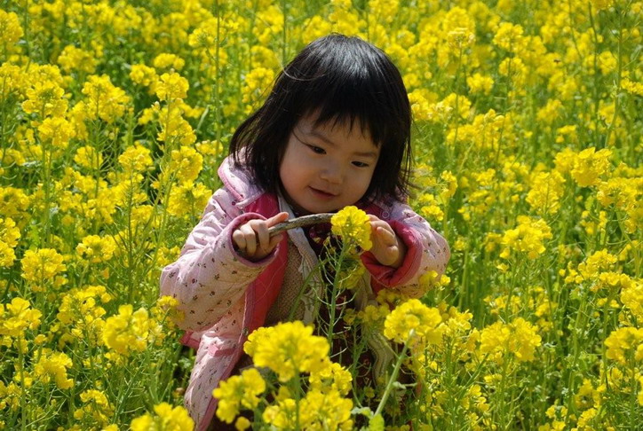 阳春三月菜花黄（2） 摄影 mitaka