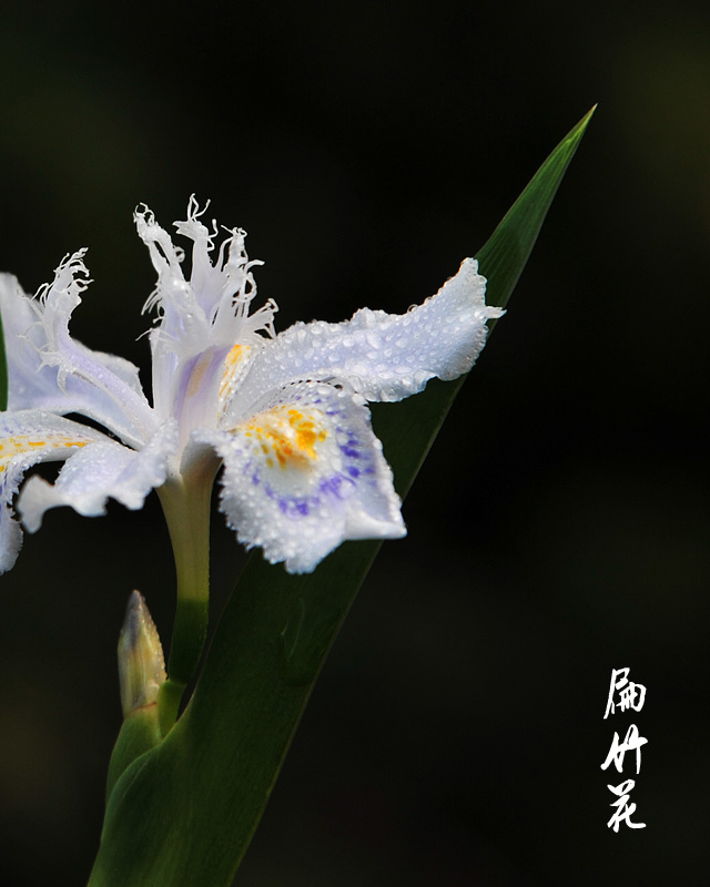 扁竹花 摄影 耕耘人