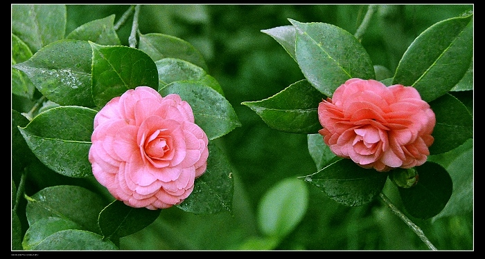 花间私语 摄影 神仙猪