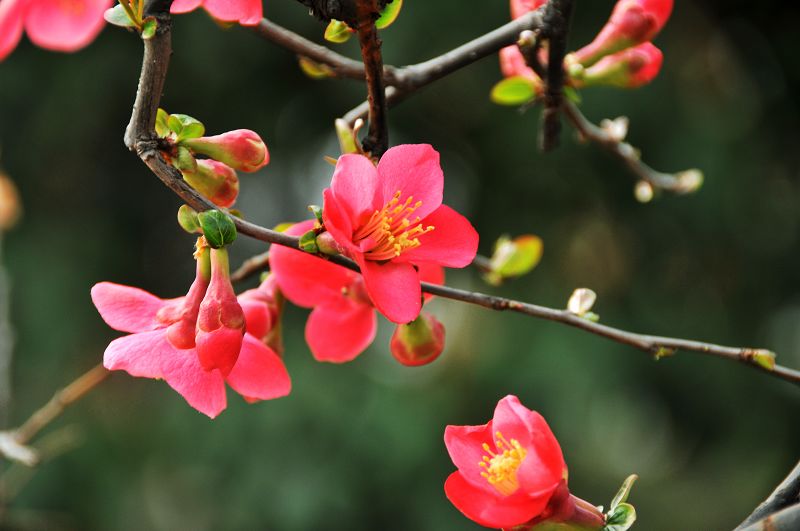 海棠花开 摄影 结缘