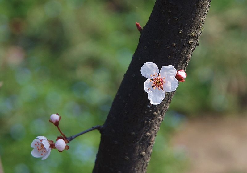 春天的花朵 摄影 lzqz