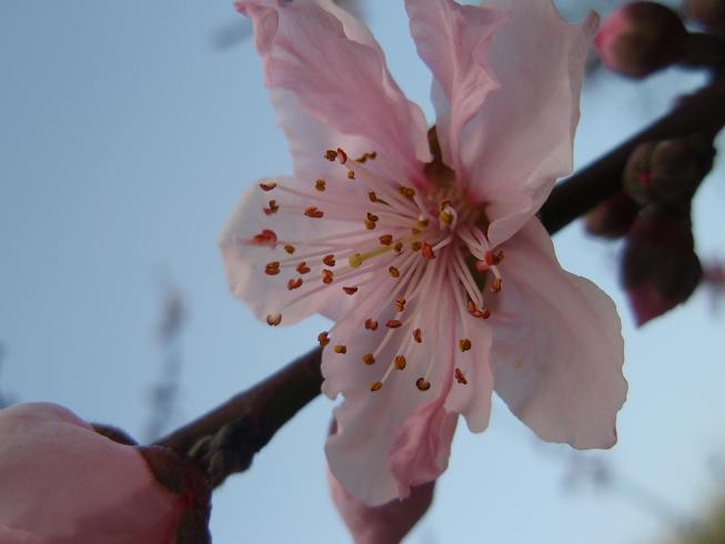 盛春桃花 摄影 琳茜莹