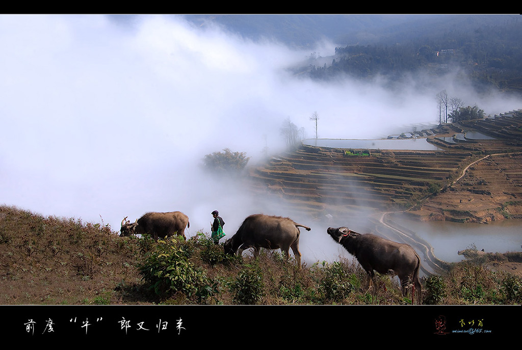 前度牛郎又归来 摄影 老竹翁