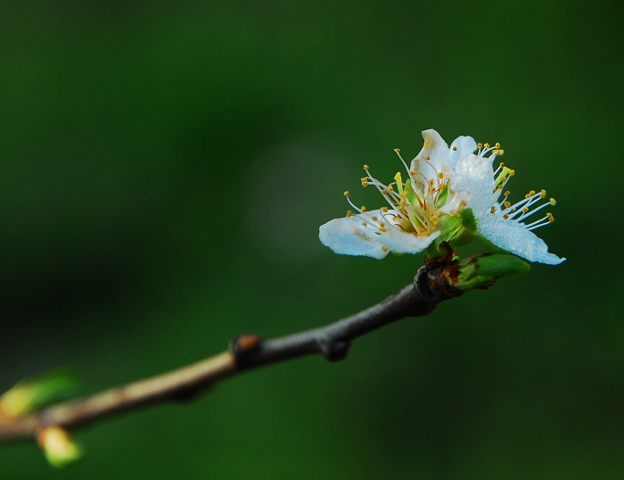 带雨李花 摄影 光影情色