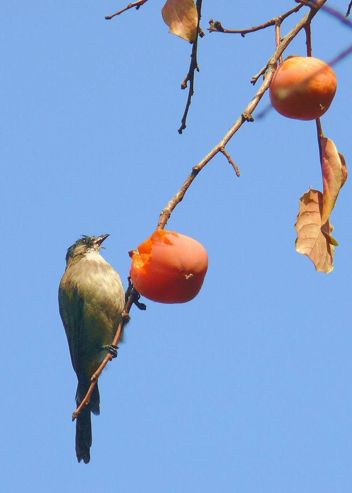 美食 摄影 xiyang