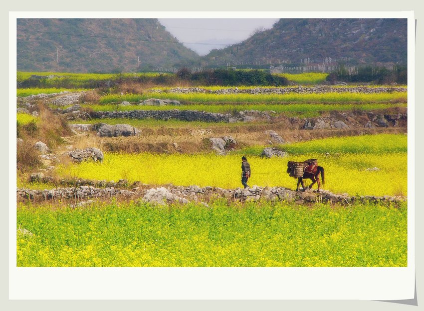 田间地头——7 摄影 雨滴上的芭蕾