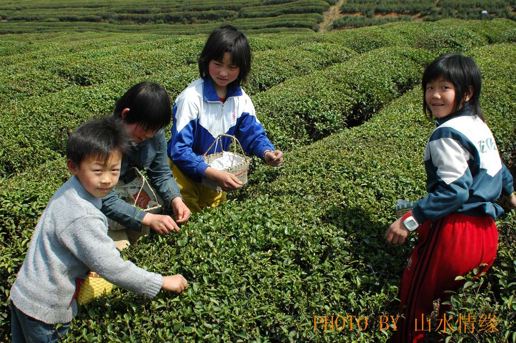 《采茶曲》 摄影 山水情缘