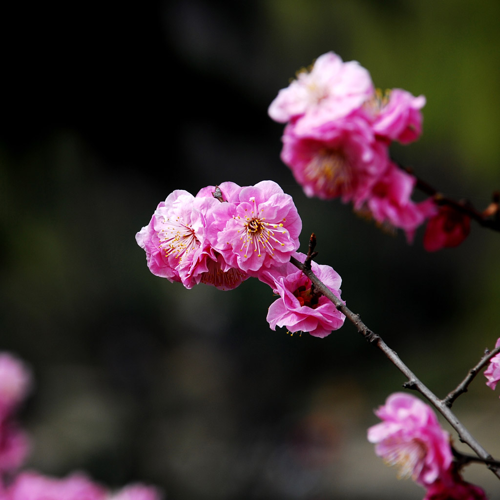 桃花 摄影 远阳