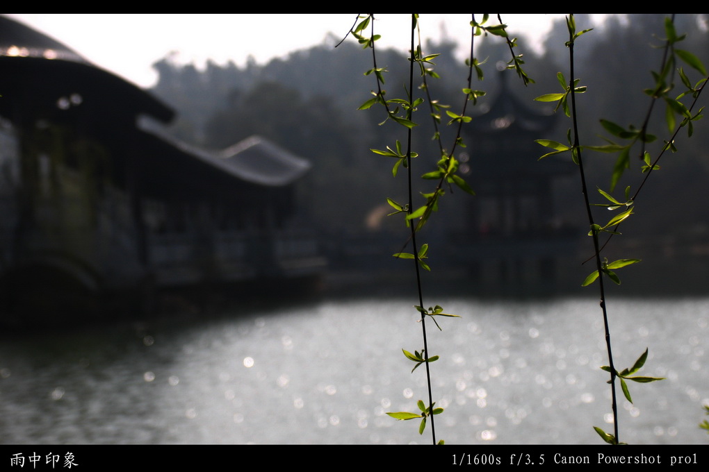 雨中印象 摄影 文小曦